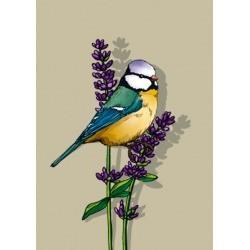 Ansichtkaart Pimpelmees op Lavendel – Lisu (illi)