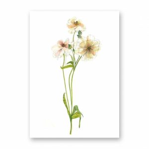 Dubbele kaart Ranunculus Butterfly