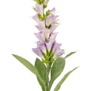 Kunst Vingerhoedskruid Paars 90cm