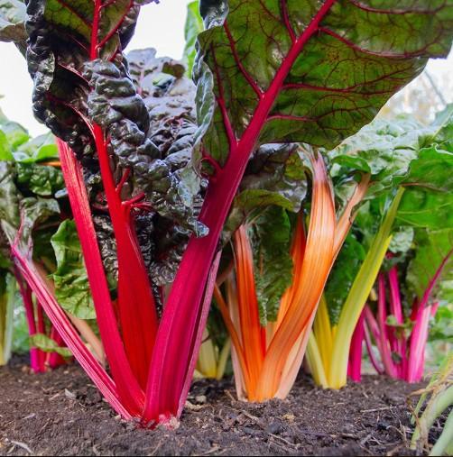 Snijbiet ‘Fireworks’ (‘Five Colours’) (Beta vulgaris subsp. cicla) – Biologische zaden De Bolster - Afbeelding 3