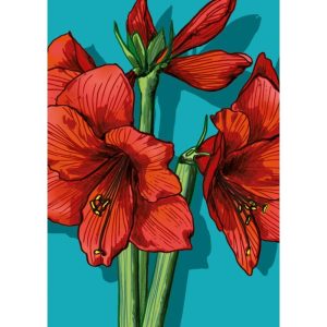 Ansichtkaart Timata – Amaryllisillustratie (illi)
