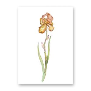 Dubbele kaart Iris Kent Pride