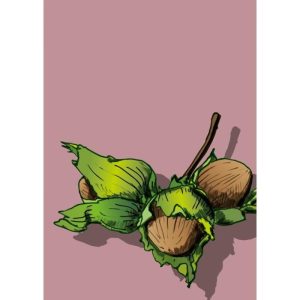 Ansichtkaart Nocio – Hazelnootillustratie (illi)