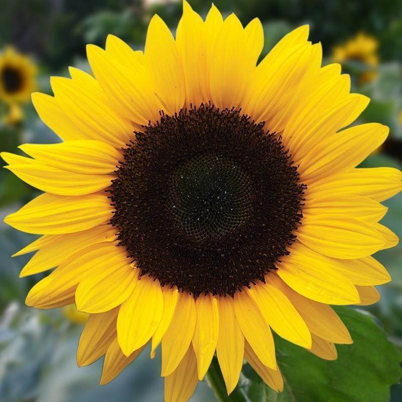 Zonnebloem Grootbloemig (Helianthus annuus) – Biologische zaden (Eenjarig) De Bolster - Afbeelding 3