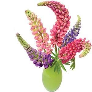 Flat Flowers Lupine