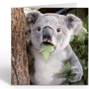Wenskaart Shocked Koala – Vierkante dierenkaart 16,2 x 16,2 cm