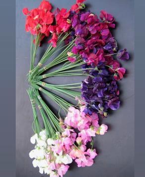 Loofwerk BIO zaden Lathyrus - Afbeelding 3