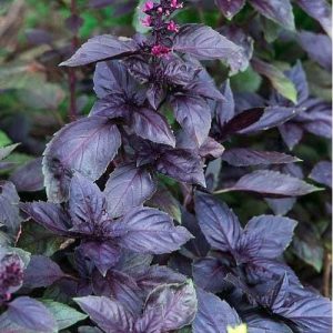 Basilicum ‘Dark Opal’ (Ocimum basilicum purpureum) – Biologische zaden (Eenjarig) De Bolster