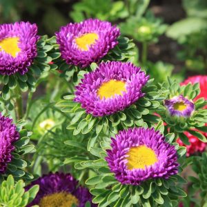 Zomeraster ‘Matsumoto Mix’ (Callistephus chinensis) – Biologische zaden (Eenjarig) De Bolster