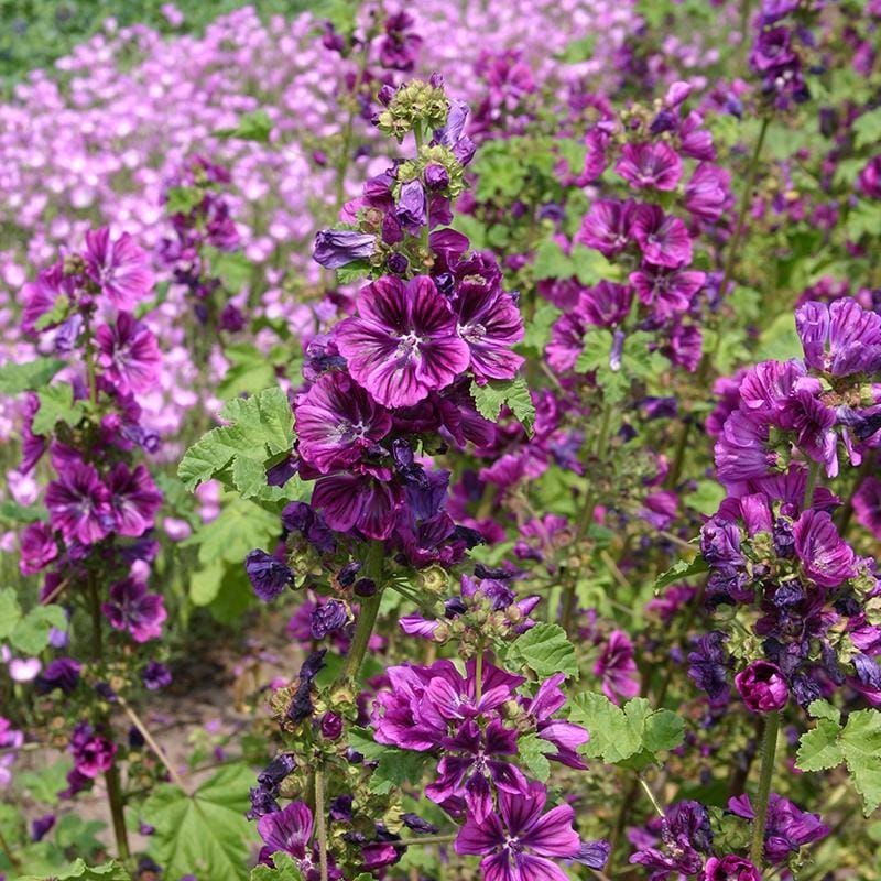 Groot kaasjeskruid ‘Mauritanica’ (Malva sylvestris) – Biologische zaden (Eenjarig) De Bolster - Afbeelding 3