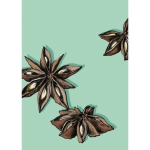 Ansichtkaart Steranijs – Botanische Illustratie (illi)