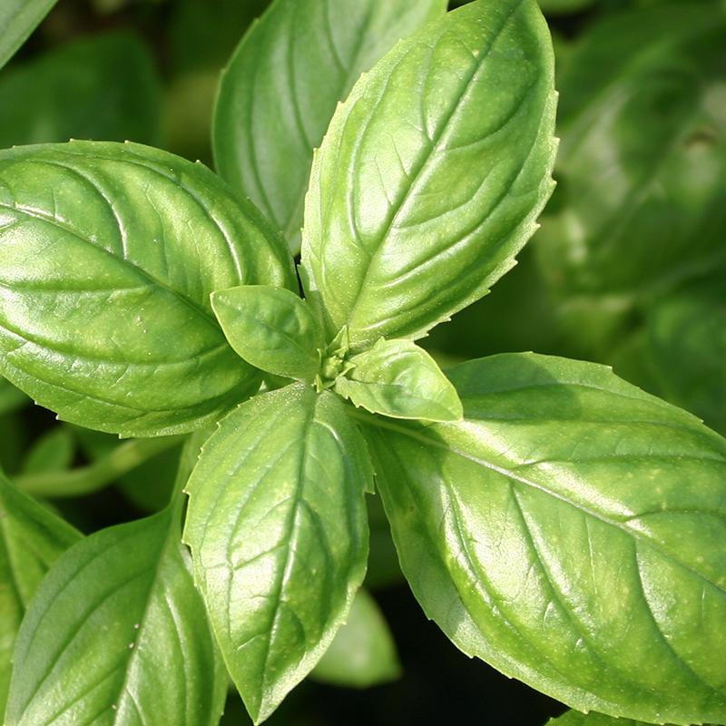 Basilicum ‘Genovese’ (Ocimum basilicum) – Biologische zaden (Eenjarig) De Bolster - Afbeelding 3
