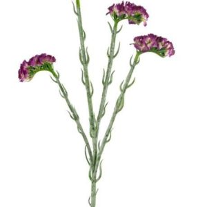 Kunst Statice Donkerpaars 64cm