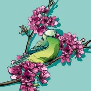 Ansichtkaart Vogel in Kersenbloesem – Natuurillustratie (illi)