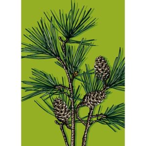 Ansichtkaart Panga – Dennentak met dennenappels (illi)