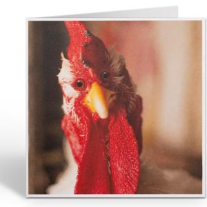 Wenskaart Chicken Gaze – Grappige kippenkaart 16,2 x 16,2 cm