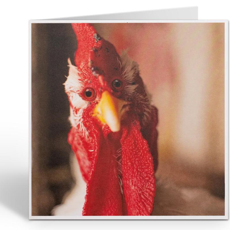 Wenskaart Chicken Gaze – Grappige kippenkaart 16,2 x 16,2 cm - Afbeelding 2