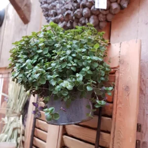 Oud Emaille Hangbakje Grijs