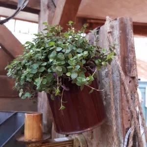 Oud Emaille Hangbakje Bruin